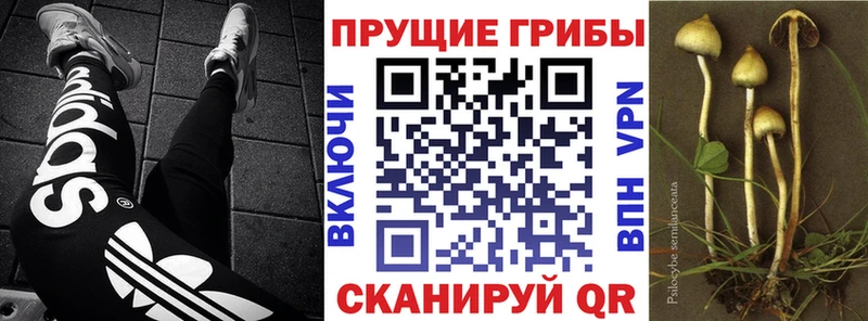 Галлюциногенные грибы Psilocybine cubensis  Купить закладки  Кирово-Чепецк 
